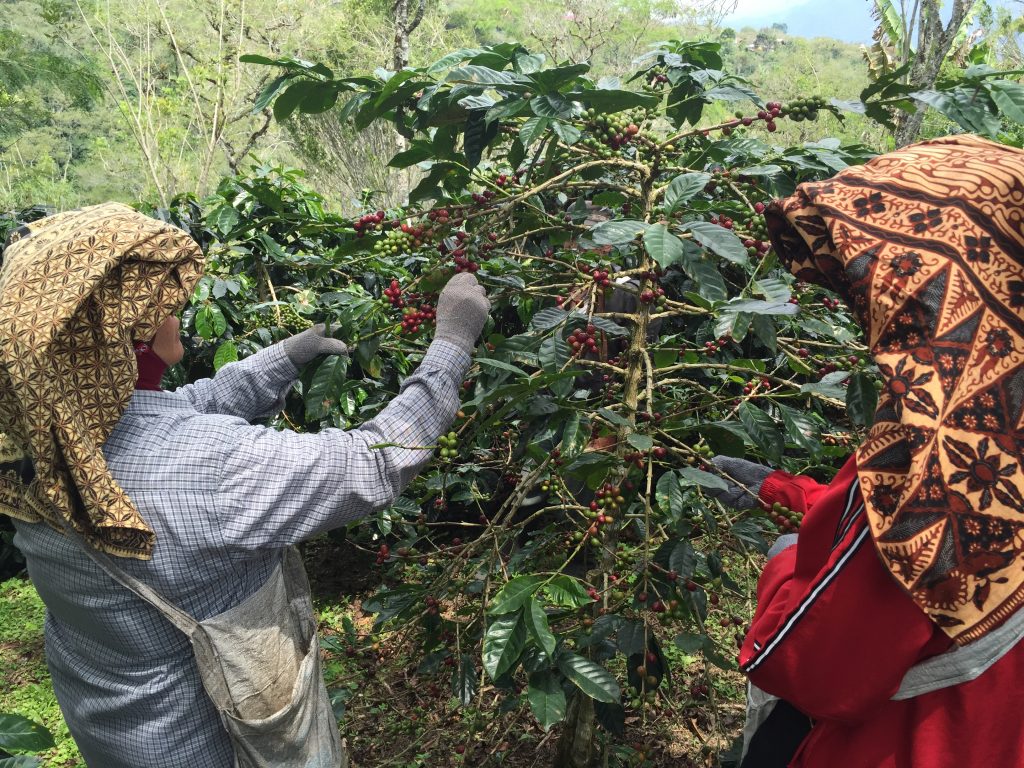 Sumatra Aceh Kokowagayo WP TP | Kaladi Coffee Roasters - Denver ...